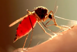 Como mosquitos machos atacam fêmeas e evitam armadilhas