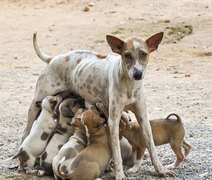 Sesau lança programa de castração de animais com investimento de R$ 500 mil mensais