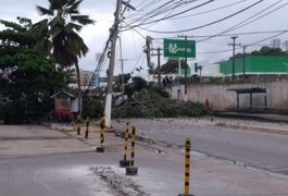 Árvore cai, derruba postes e deixa trânsito lento em Maceió