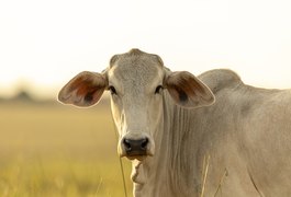 Caseiro é preso após confessar furto e venda de animais de fazenda, ﻿em Pilar