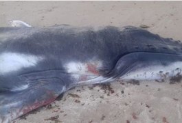 Filhote de baleia jubarte é encontrado morto na Praia de Ipioca, em Maceió