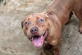 Criança de 5 anos morre após ser atacada por pitbull de 7 meses