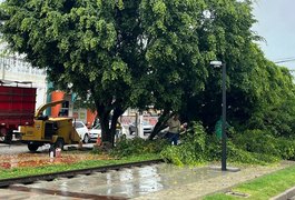 Árvore cai em trecho recém-inaugurado da Ciclovia do Trabalhador, em Arapiraca