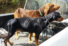 IMA resgata mais de 20 cachorros vítimas de maus-tratos em Quebrangulo