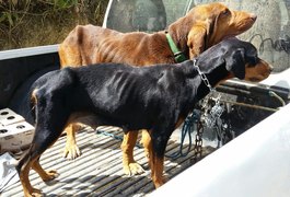 IMA resgata mais de 20 cachorros vítimas de maus-tratos em Quebrangulo