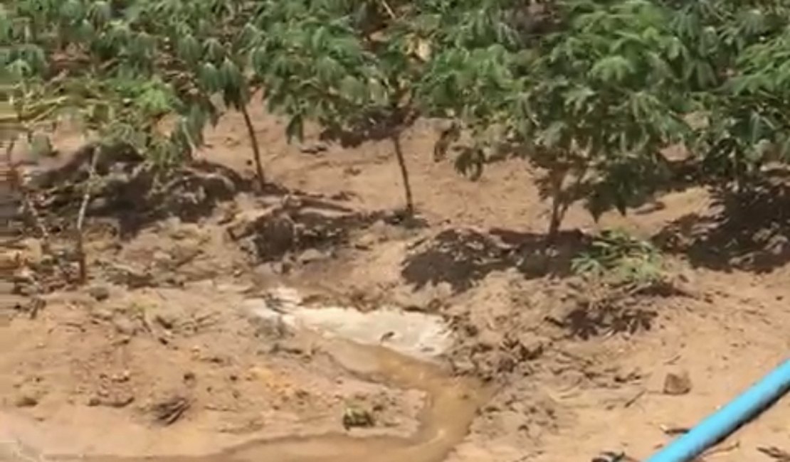 Vídeo. Operação da Casal flagra furto de água potável que irrigava plantio de mandioca em Arapiraca