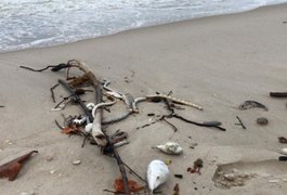 Peixes e crustáceos são encontrados mortos na Praia da Barra Nova