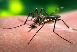 Estratégia de combate ao Aedes com larvicida vira política nacional