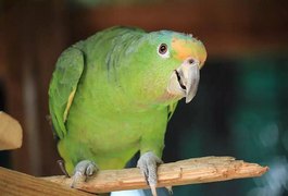 Cinco papagaios são afastados de zoológicos por ensinarem palavrões para os demais