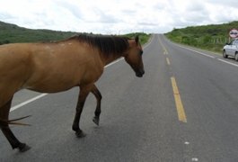 Motoqueiro sofre acidente após colidir com um cavalo em Palmeira dos Índios