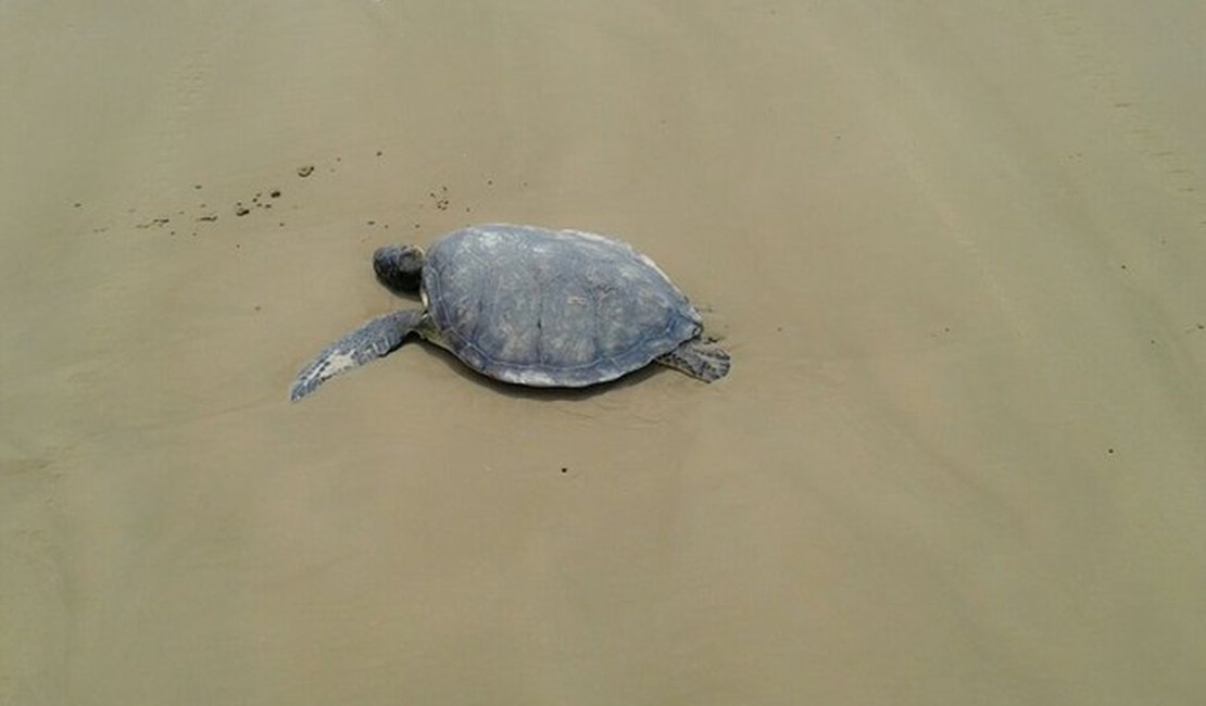 Sete tartarugas são encontradas mortas no Litoral Sul de Alagoas
