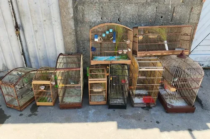 PM apreende 111 aves silvestres mantidas ilegalmente em cativeiro no Litoral Sul de Alagoas