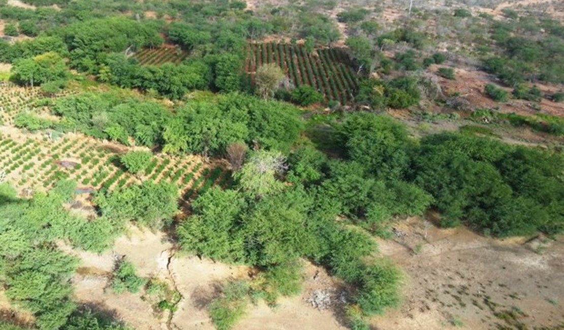 Operação erradica 60 mil pés de maconha no Sertão de Pernambuco