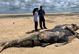 Baleia-jubarte encalha morta em praia de Alagoas no início da temporada migratória