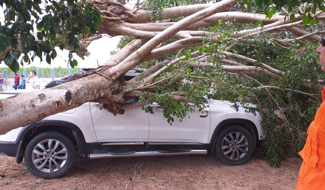 Vídeo. Árvore cai em cima de carro na zona rural de São Sebastião