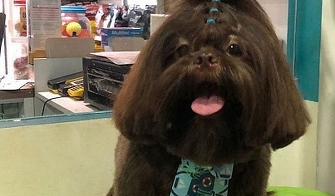 Tutora denuncia morte de cão que ingeriu petiscos de marcas investigadas, em AL