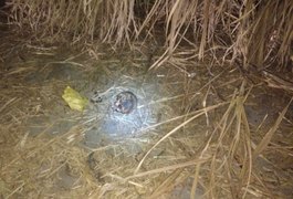 Crânio humano é achado às margens da Rodovia AL-220