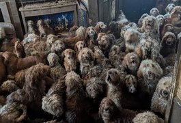 A chocante imagem de 250 cães resgatados em sala de casa no Reino Unido