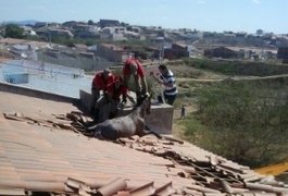 Cavalo 'erra' caminho e cai em telhado de uma residência na Paraíba