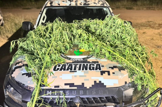 Polícia Militar flagra plantio de maconha em quintal de oficina em Canapi