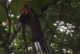 Homem morre eletrocutado e fica pendurado em árvore, em Marechal Deodoro