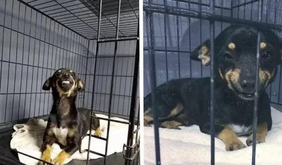 Cão abandonado no abrigo é adotado graças ao simpático sorriso