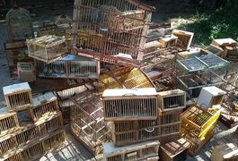 Batalhão Ambiental apreende mais de 170 pássaros sendo comercializados Alagoas