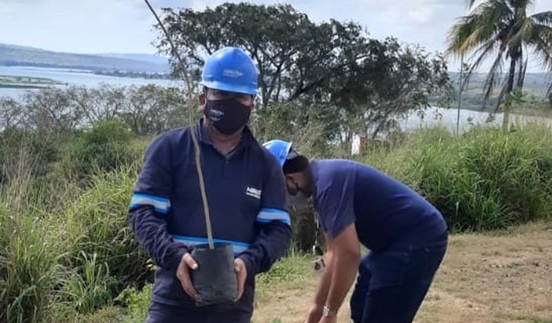 No Velho Chico, plantio de mudas celebra importância da árvore