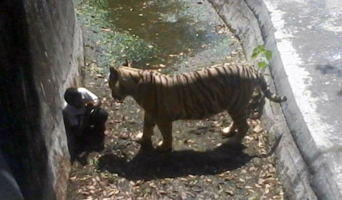 Tigre mata estudante que entrou em sua jaula em zoológico da Índia