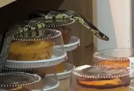 Cobra se esconde atrás de bolos e assusta clientes em supermercado de SC