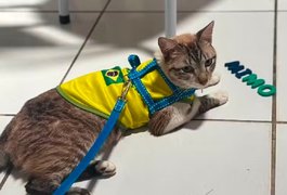 Gato desaparecido há quase dois meses em Arapiraca é encontrado em Natal