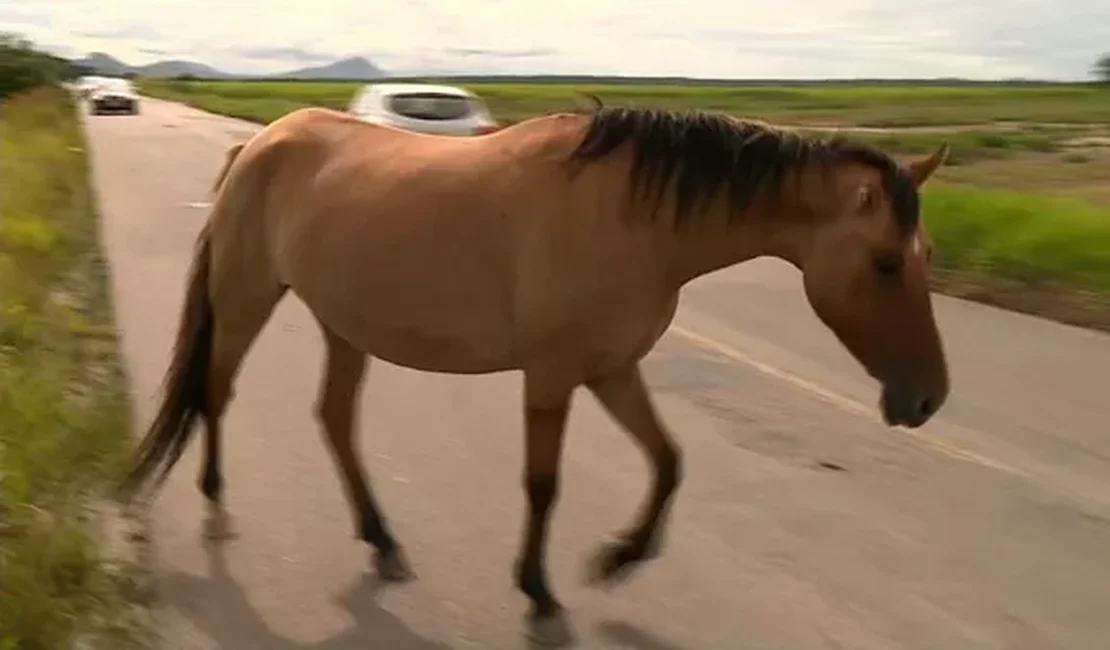 Bombeiros retiram cavalos que estavam soltos na estrada, em Arapiraca