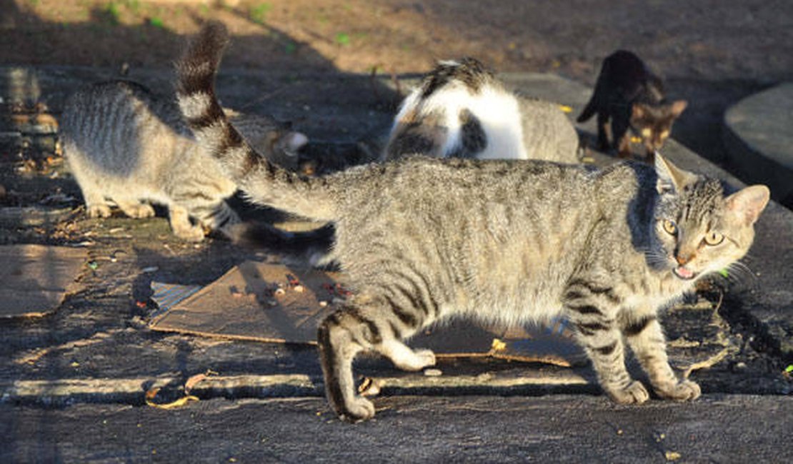 Corpo de homem é encontrado sendo comido por gatos, dentro de residência