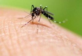 Teste Rápido de Zika passa a ser obrigatório para gestantes de Alagoas