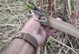 Prefeito é denunciado à OAB-AL por ser suspeito de matar cão a pauladas no interior de Alagoas