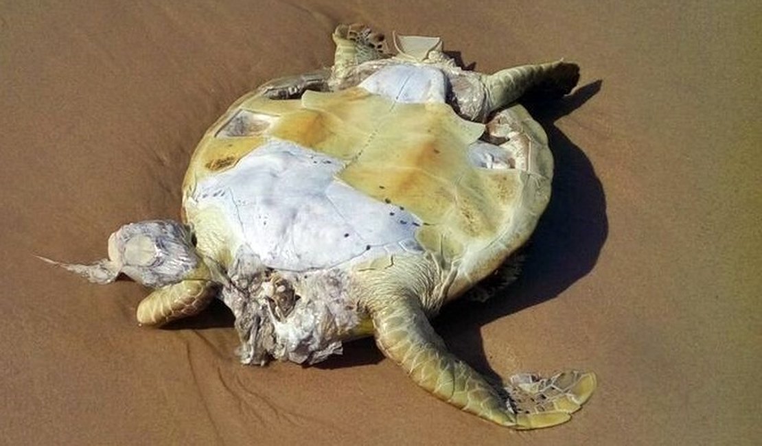 Golfinho e tartarugas são encontrados mortos em praia de Alagoas