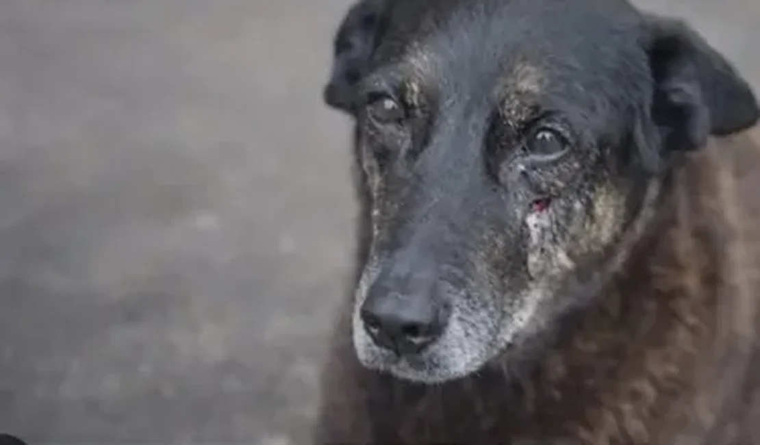 Morte do cão Orelha: caso pode ser arquivado? Entenda revolta da web