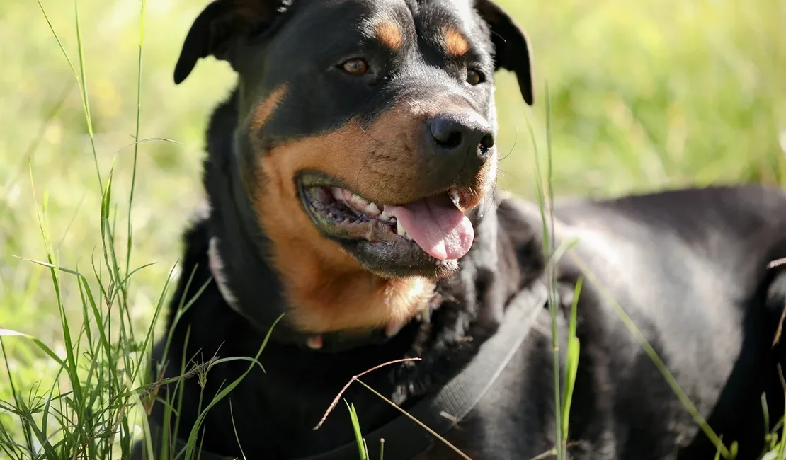 Cães de grande porte envelhecem mais rápido, aponta estudo