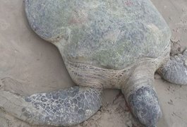 Tartaruga marinha é encontrada morta na Praia da Avenida, em Maceió