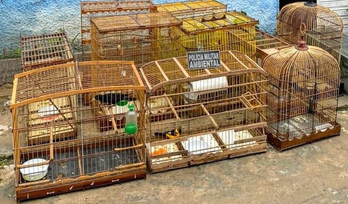Homem é preso por crime ambiental e 12 pássaros silvestres são resgatados