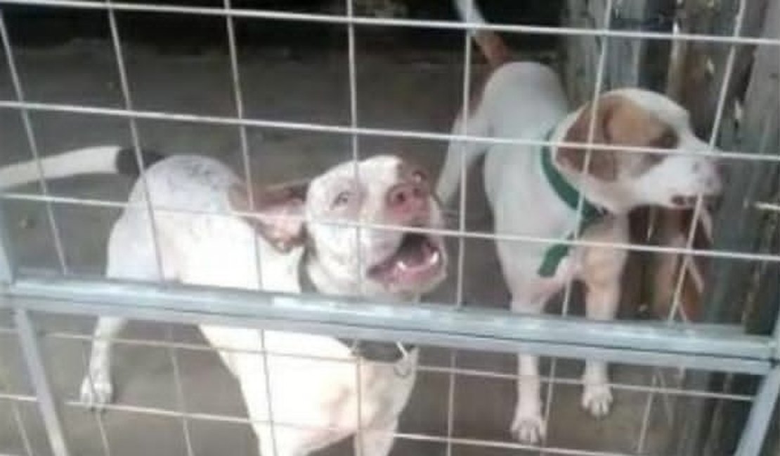 Cães fogem de chácara, em Arapiraca e tutor dos animais busca por informações para encontrá-los