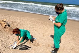 Golfinho e ave marinha são encontrados mortos em praia de Maceió
