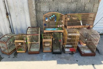 PM apreende 111 aves silvestres mantidas ilegalmente em cativeiro no Litoral Sul de Alagoas