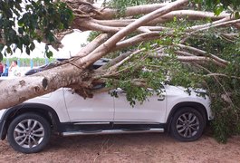 Vídeo. Árvore cai em cima de carro na zona rural de São Sebastião