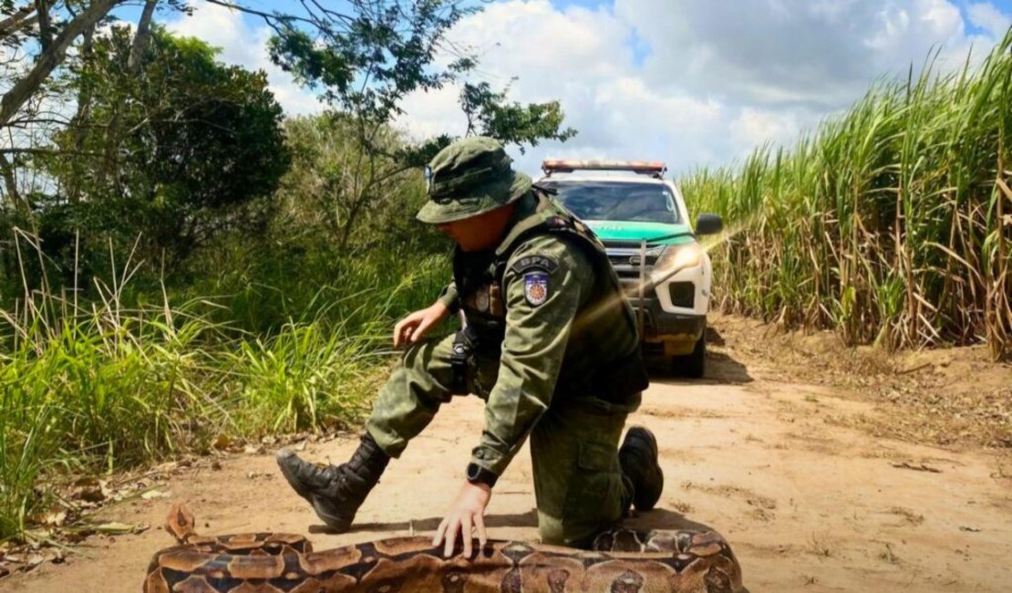 No Dia Mundial dos Animais, Polícia Militar destaca a apreensão e resgate de seis mil animais silvestres em 2024