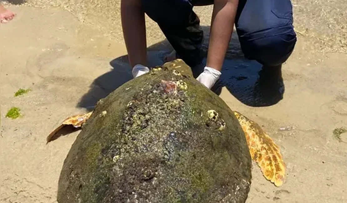 Tartaruga-cabeçuda é resgatada após encalhar na Praia do Saco, em Marechal Deodoro
