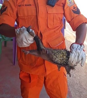 Porco-espinho é resgatado pelo Corpo de Bombeiros em telhado de lanchonete no Litoral Norte