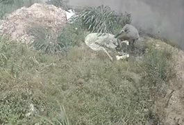 Homem é flagrado furtando bomba de cacimba em terreno baldio em Arapiraca