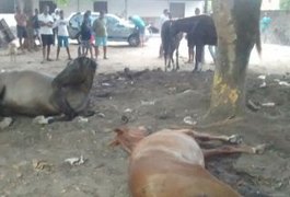 Criador de animais procura polícia para denunciar morte de 6 cavalos