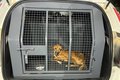 Mulher é presa por maus-tratos a animal no conjunto Barnabé, em Rio Largo